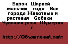 Барон (Шарпей), мальчик 3 года - Все города Животные и растения » Собаки   . Чувашия респ.,Шумерля г.